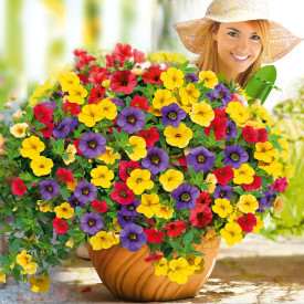 Mini Vista Karnevál