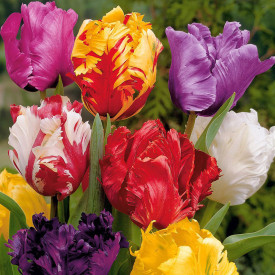 Papagáj Tulipán szk. (15)