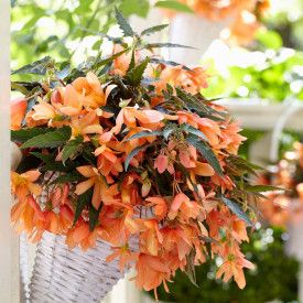 Balkon begónia narancssárga (3)