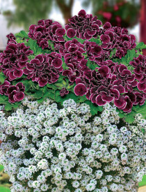 1 Aristo nagy cserepes és 3 Snow Princessin