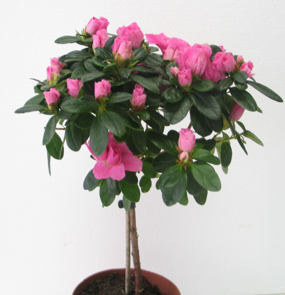 Törzses szobai azálea vegyes színekben