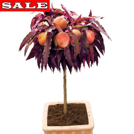 Crimson piros levelű törpe őszibarack