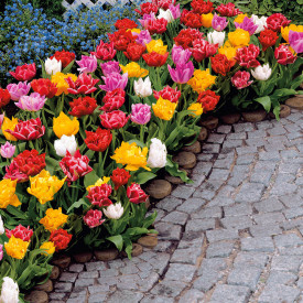 Teltvirágú korai tulipán (15)