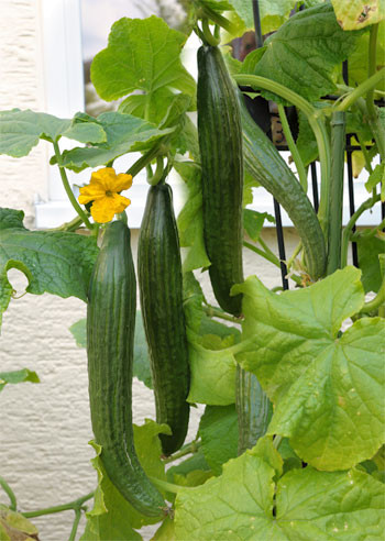 Kígyóuborka Long Star 1