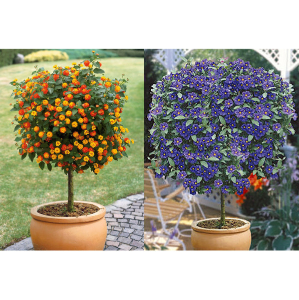 Sétányrózsa és kék enciánfa