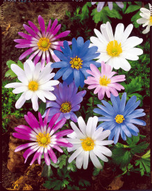 Csinos szellőrózsa (15)