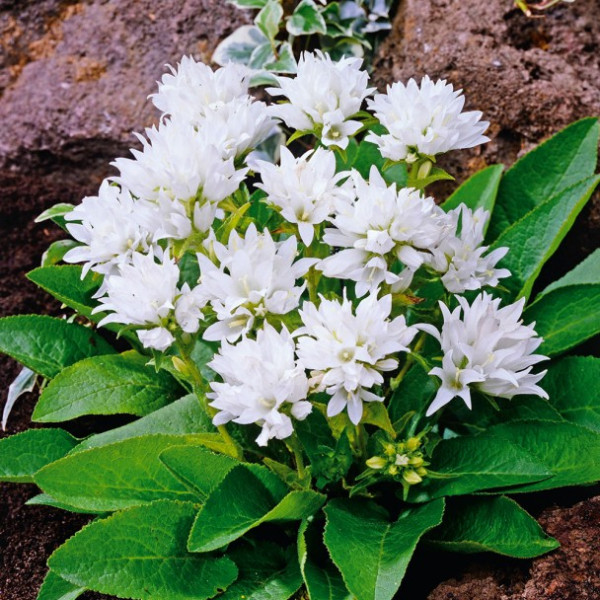 Csomós Harangvirág fehér (3)