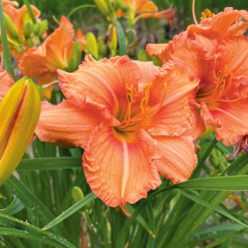 Sásliliom narancssárga (3)