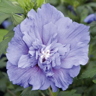 Blue Chiffon hibiszkusz