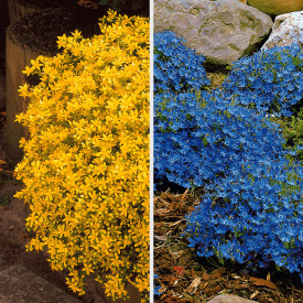 3 olasz harangvirág és 3 borsos varjúháj