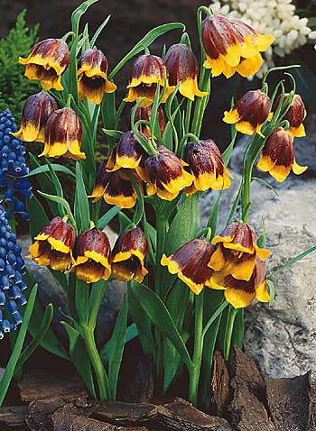 Aranyszélű császárkorona (15)