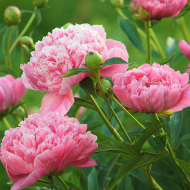 Pünkösdi rózsa Sara Bernhardt