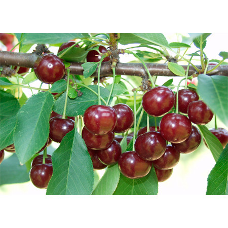 Újfehértói fürtös meggy, konténeres