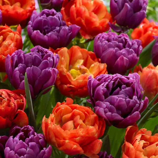 Caribbean Fantasy teltvirágú tulipán (12)