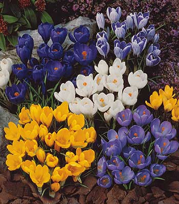 Nagyvirágú krókusz színkev.(30)