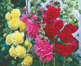 Telt mályvarózsa színkeverek (3 db)