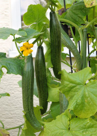 Kígyóuborka Long Star 1