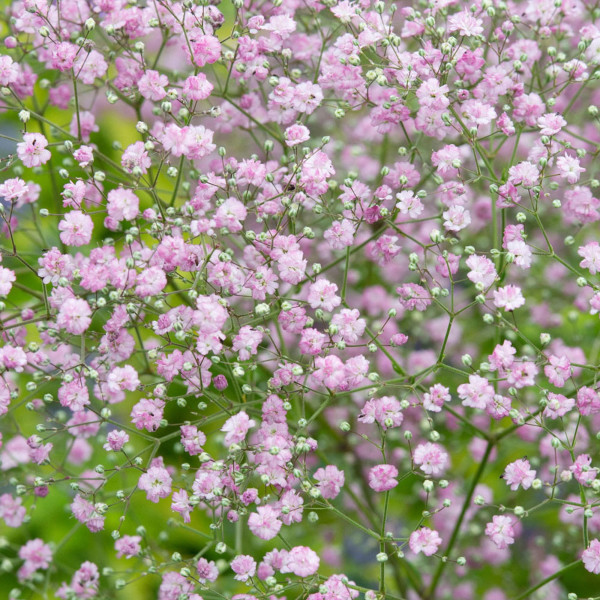 Fátyolvirág rózsaszín