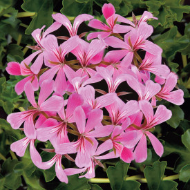 9 rózsaszín futómuskátli + Florimo muskátlitáp