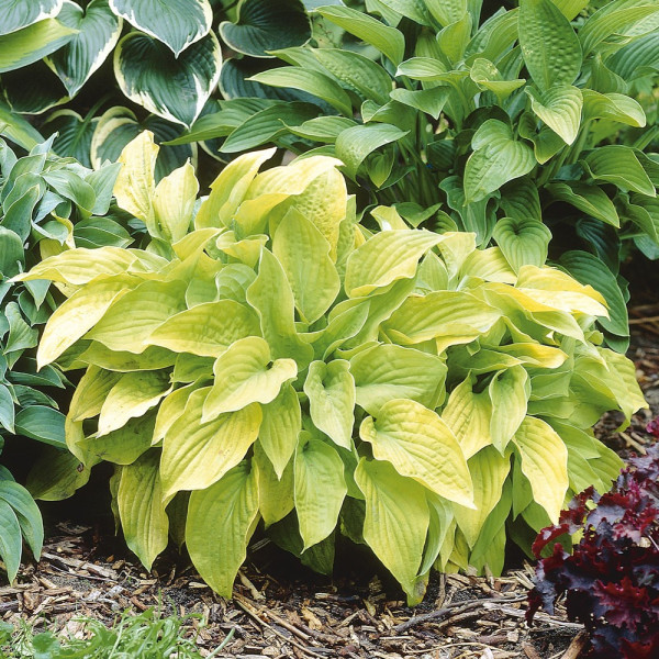 Árnyliliom 'August Moon'