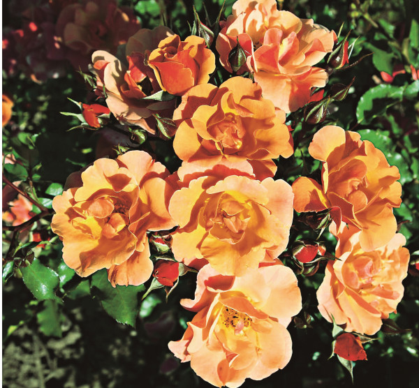 Cubana talajtakaró rózsa