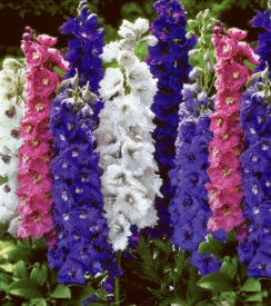 Nemes Szarkaláb színkeverék (3 db)