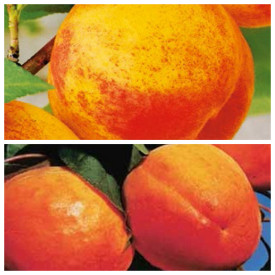 1 Champion + 1 Ceglédi óriás