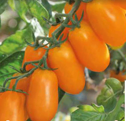 Narancssárga koktéparadicsom