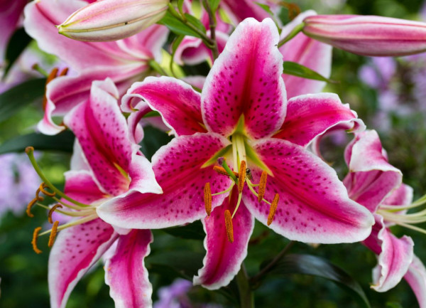 Piros-fehér liliom (2)