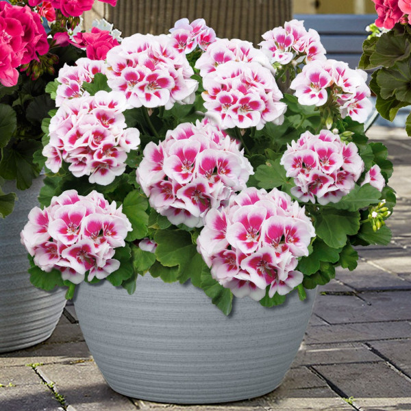 Americana White Splash nagy cserepes muskátli