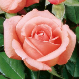 Parfüm tearózsa, pink konténeres